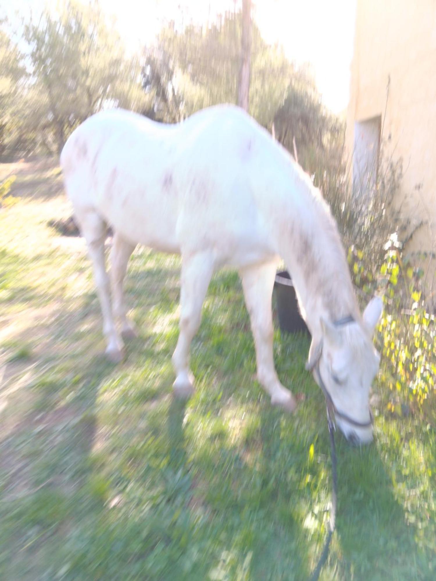 La Margottiere Chez Isa Et Titi Guest house
